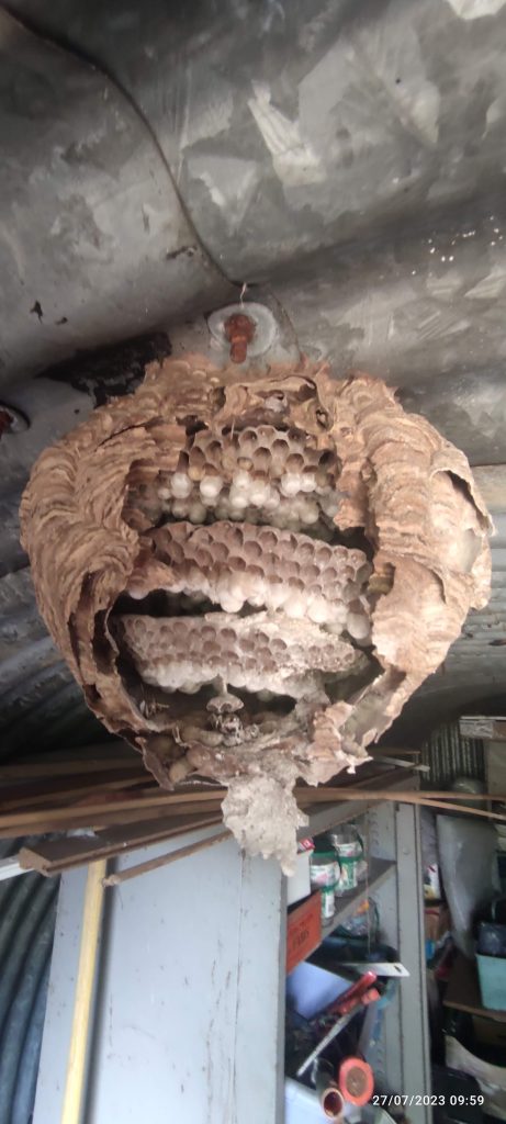 Les guêpes s’installent souvent sous les toitures