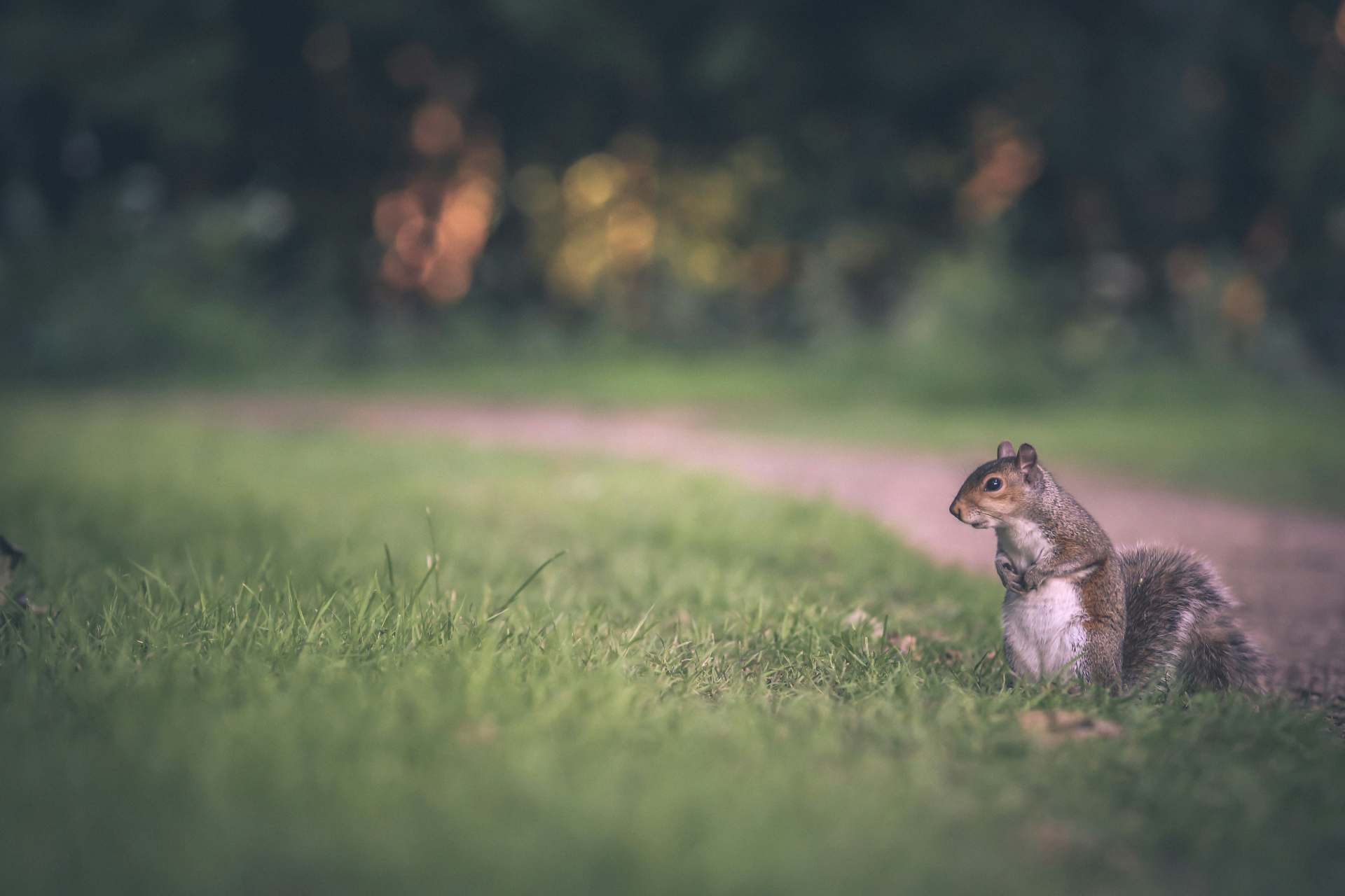 Image d'un écureuil dans l'herbe, représentant la faune locale, que Sauvequipik protège en intervenant de manière respectueuse et ciblée contre les nuisibles à Chelles.