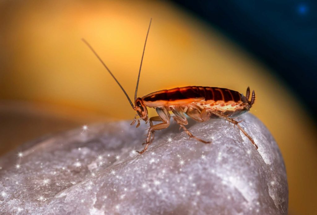 Image d'un cafard blatte germanique sur une pierre, représentant un nuisible courant que Sauvequipik élimine efficacement avec ses services de désinsectisation à Chelles.