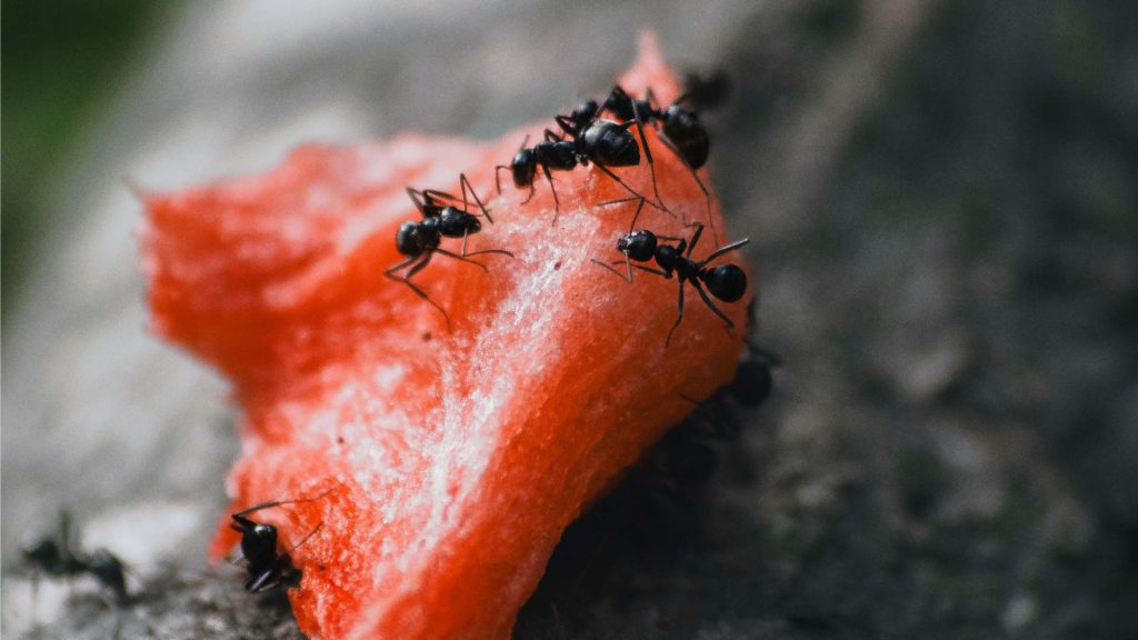 Image de fourmis rassemblées sur un fruit tombé par terre, illustrant un problème d'infestation que Sauvequipik résout rapidement grâce à ses services de désinsectisation à Chelles.