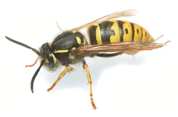 Image d'une guêpe sur fond blanc, représentant un insecte volant nuisible que Sauvequipik élimine avec des interventions rapides et efficaces à Chelles.