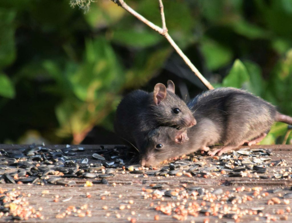 Image de deux rats trouvant de la nourriture en extérieur, représentant un problème de nuisibles que Sauvequipik traite rapidement et efficacement avec ses services de dératisation à Chelles.