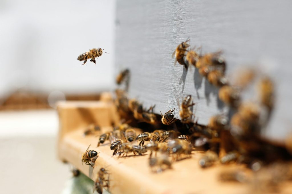 Image d'un nid d'abeilles, représentant des insectes pollinisateurs que Sauvequipik déplace plutôt que détruit, grâce à son expertise apicole à Chelles.