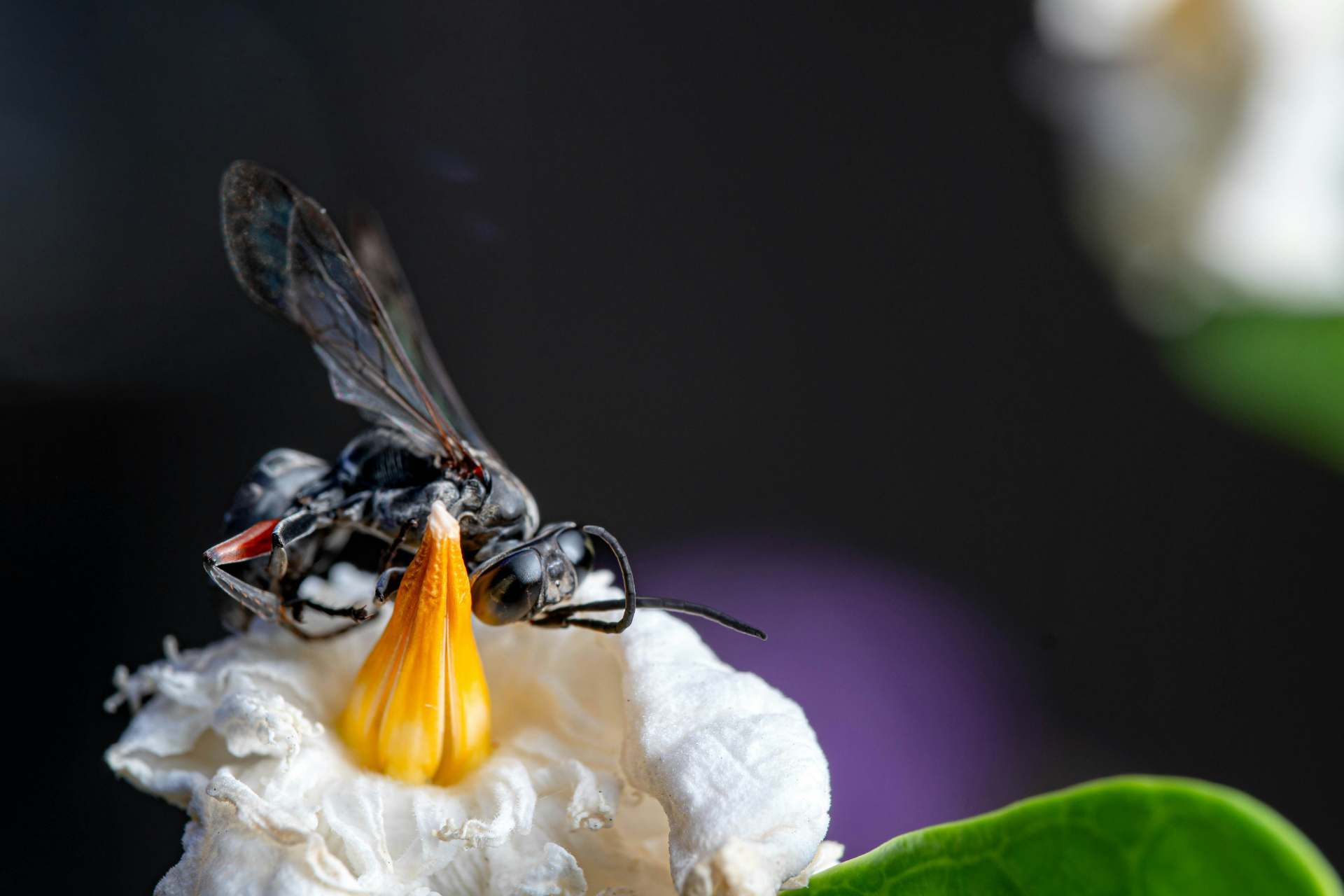 Image d'une fleur avec un frelon posé dessus, illustrant l'expertise de Sauvequipik dans l'élimination sécurisée des frelons tout en respectant l'environnement à Chelles et ses environs.