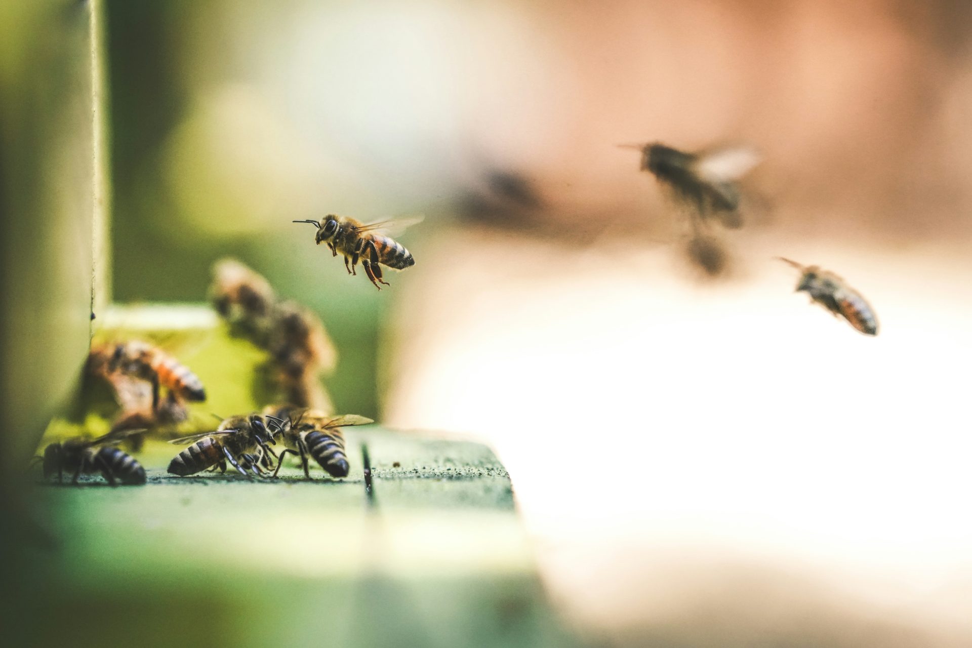 Image de plusieurs abeilles sur un support, illustrant des insectes pollinisateurs que Sauvequipik protège en déplaçant plutôt qu'en détruisant, mettant en avant son expertise apicole à Chelles.