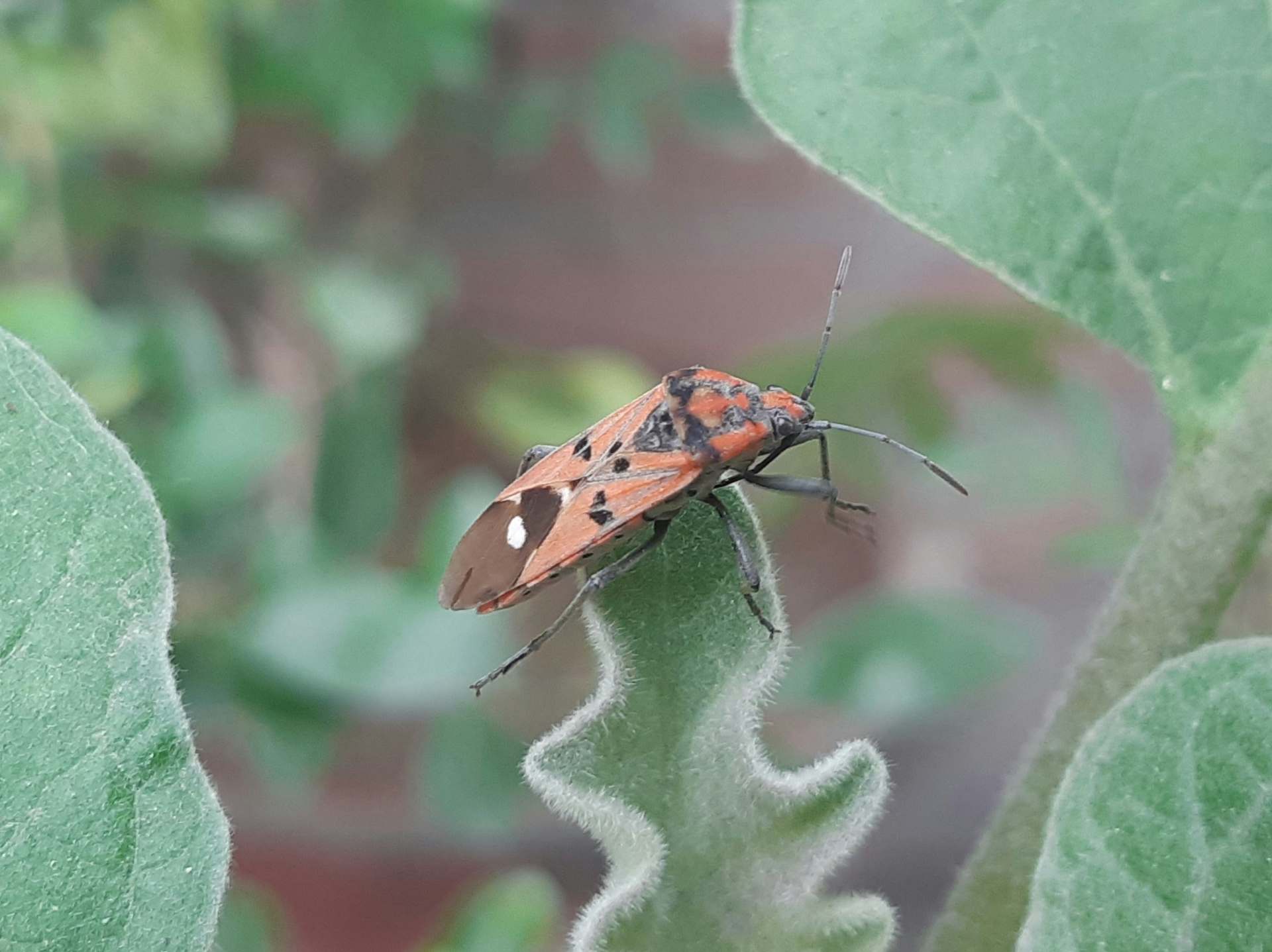 Image d'un insecte sur une fleur, représentant un nuisible potentiel que Sauvequipik traite avec des solutions de désinsectisation adaptées à Chelles, tout en préservant la pollinisation.