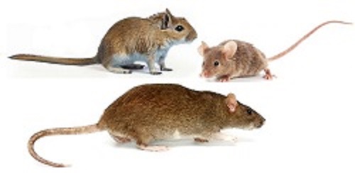 Image montrant un rat et une souris, deux nuisibles courants que Sauvequipik élimine grâce à ses services de dératisation rapides et efficaces à Chelles.