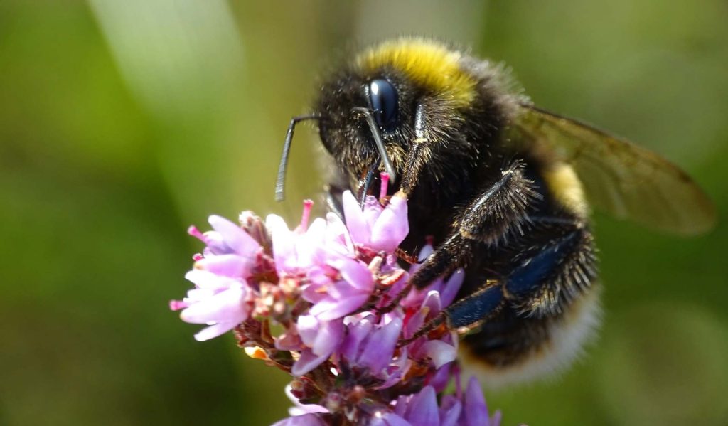 Image d'un bourdon sur une fleur violette, illustrant un insecte pollinisateur que Sauvequipik protège en déplaçant plutôt qu'en éliminant, grâce à son expertise à Chelles.