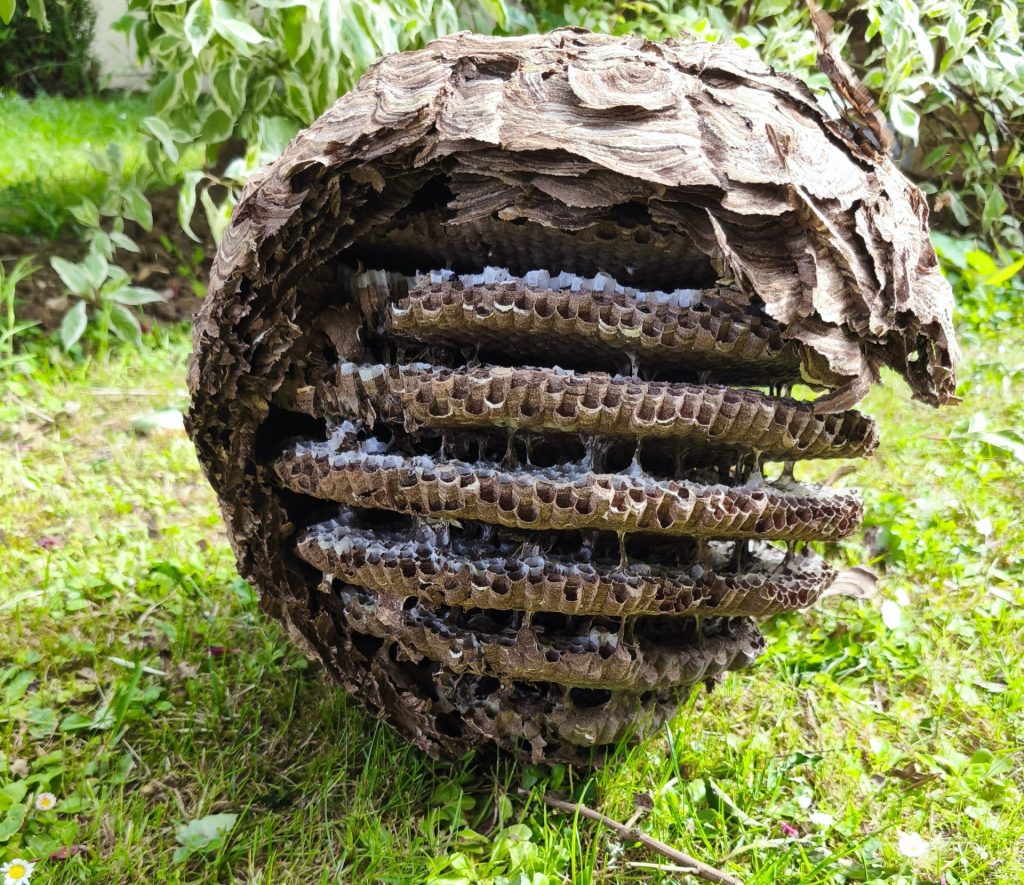 Frelons et guêpes – Une intervention indispensable